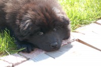 /album/fotogalerie/benkio-074-jpg/