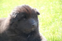 /album/fotogalerie/benkio-078-jpg/